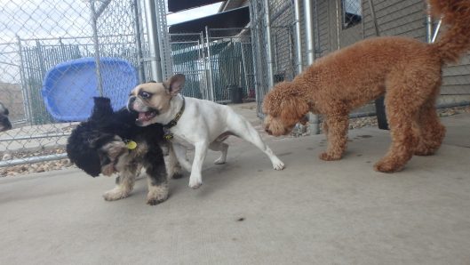 dog boarding
