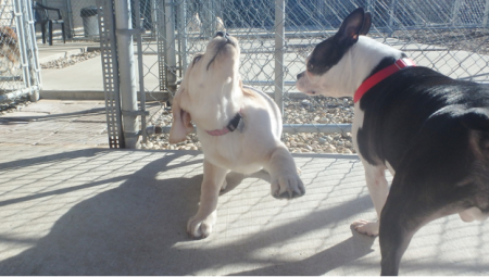doggy daycare