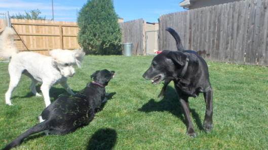 dog daycare
