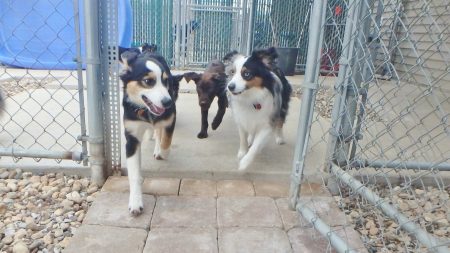 dog kennel