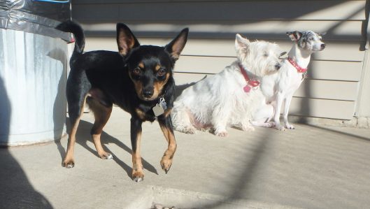 doggy daycare