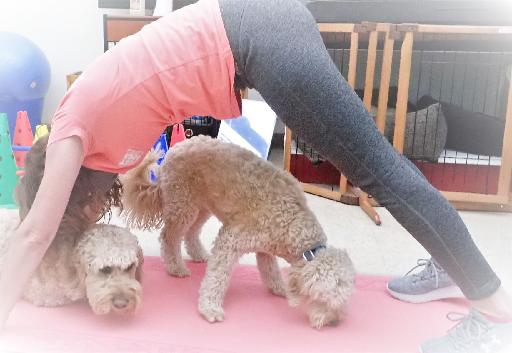 https://www.justdogsplaycare.com/cms/wp-content/uploads/2021/12/Doga-1-small.jpg